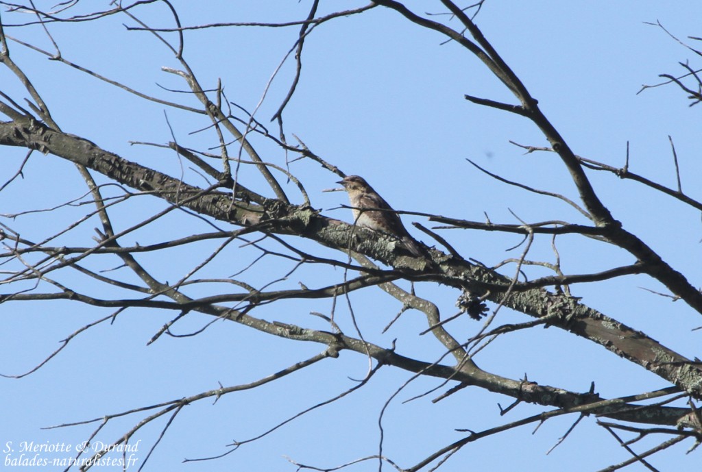 Torcol fourmilier, Cap de Creus, mai 2015