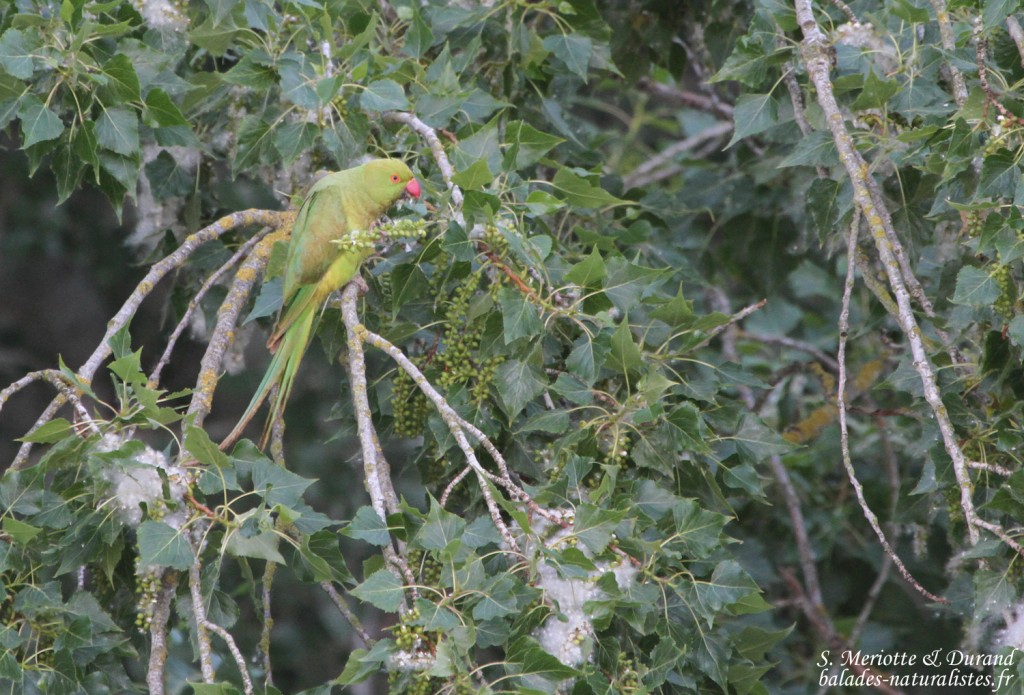 perruche à collier, Aiguamolls, Europa, mai 2015