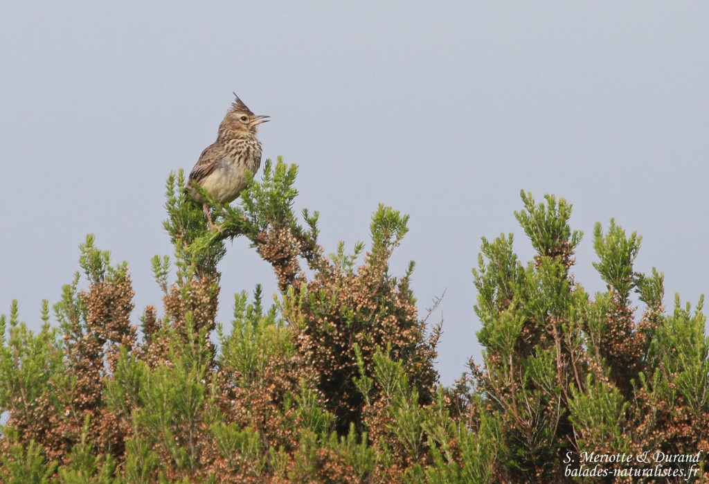 Cochevis de Thékla, Cap de Creus, mai 2015