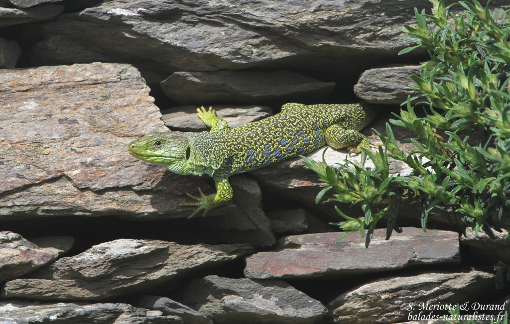 Lézard ocellé, Cap de Creus, mai 2015