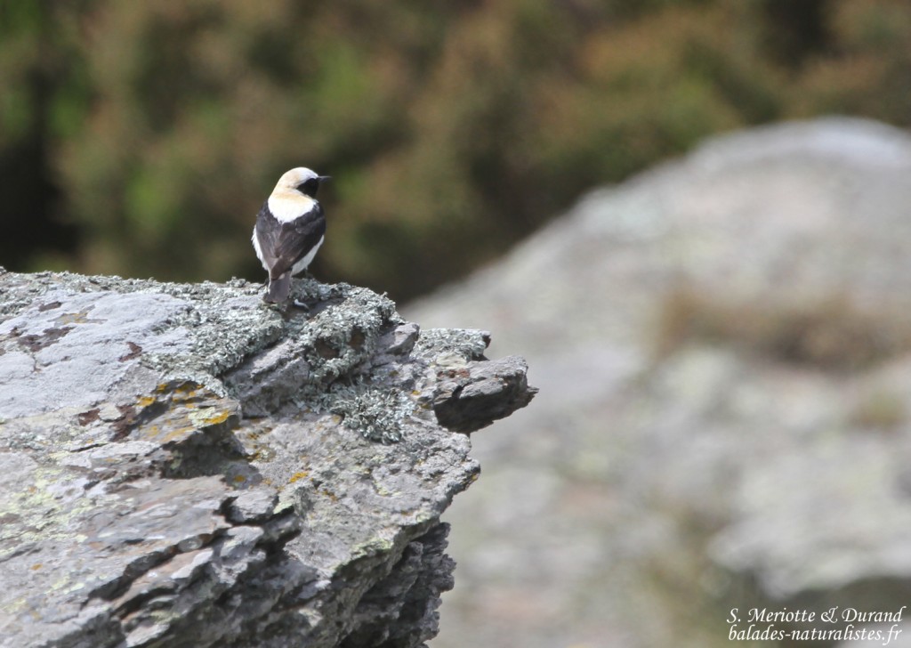 Traquet oreillard, Cap de Creus, mai 2015