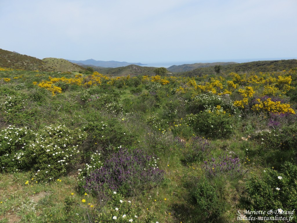 Cap de Creus, mai 2015