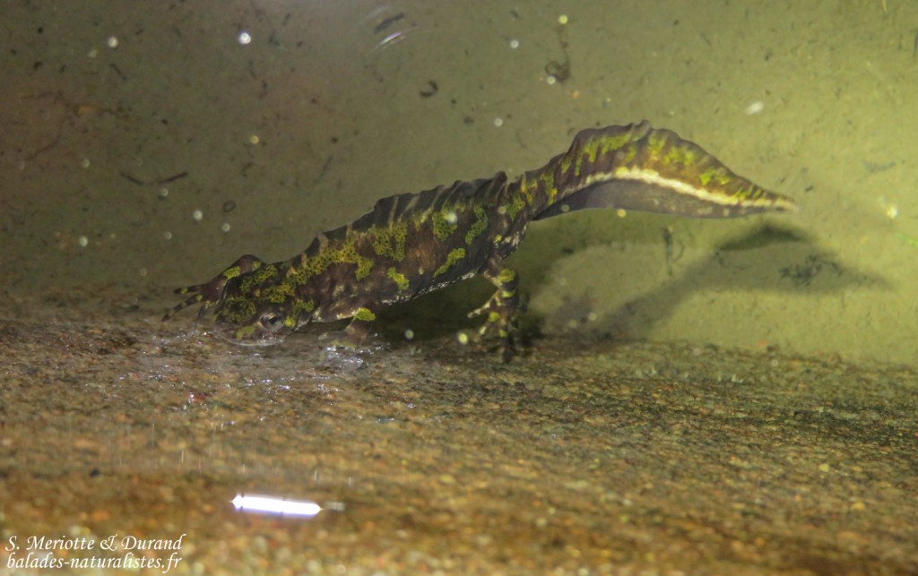 Triton marbré, Cap de Creus, mai 2015