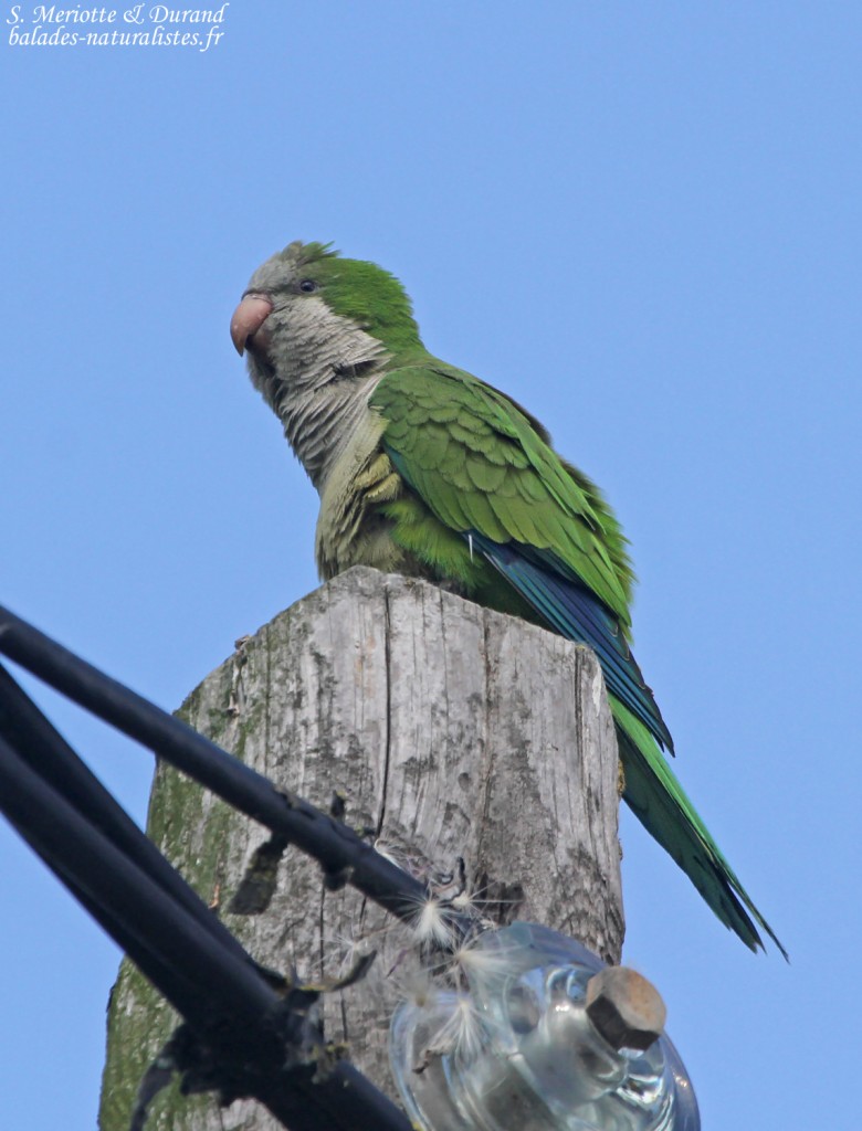 Conure veuve, Aiguamolls, Europa, mai 2015