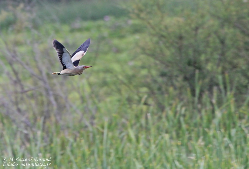 Blongios nain, Aiguamolls, Europa, mai 2015