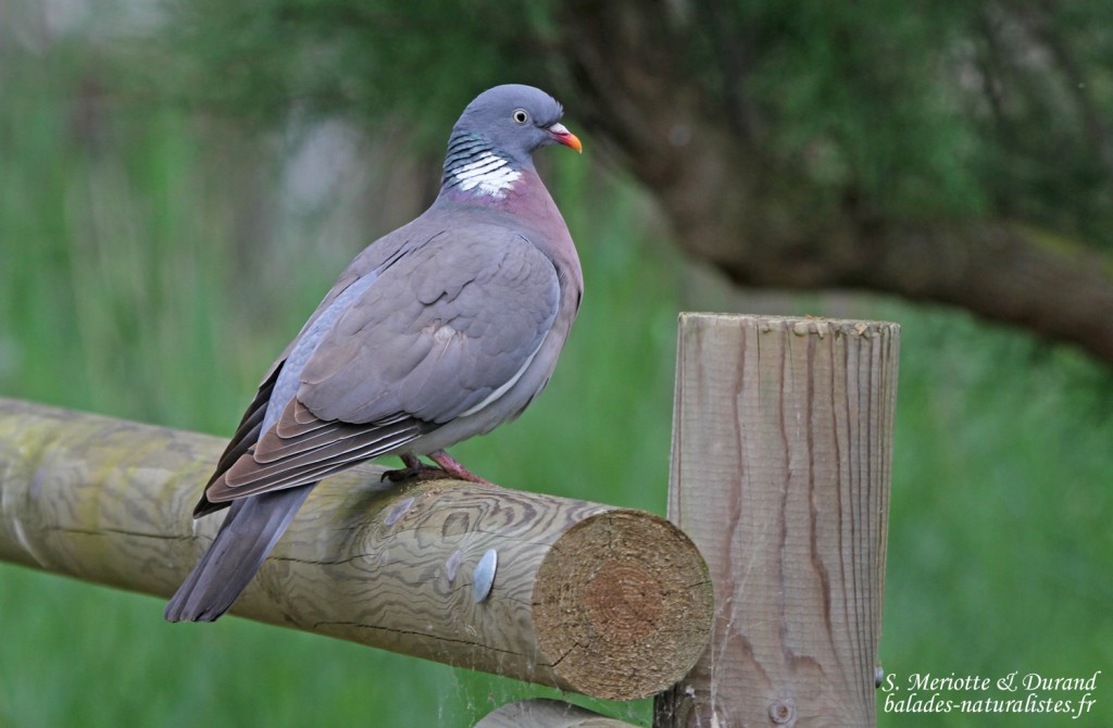 Pigeon ramier, El Mata, mai 2015