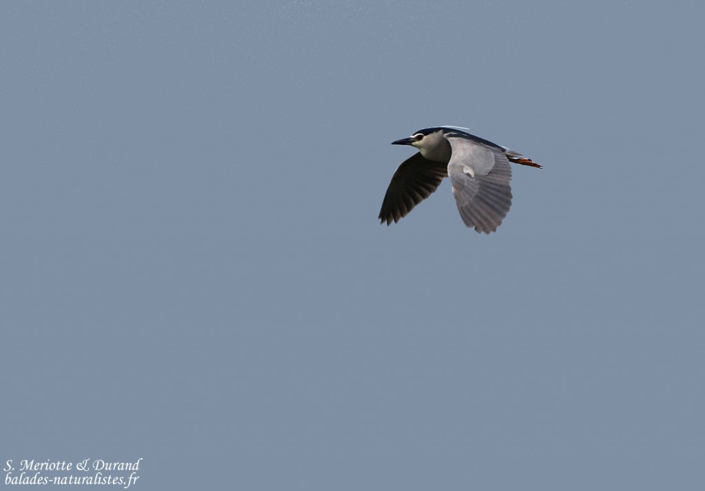 Bihoreau gris, El Mata, mai 2015