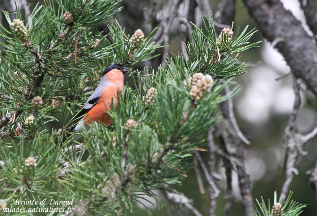 Bouvreuil pivoine (Hautes-Alpes)