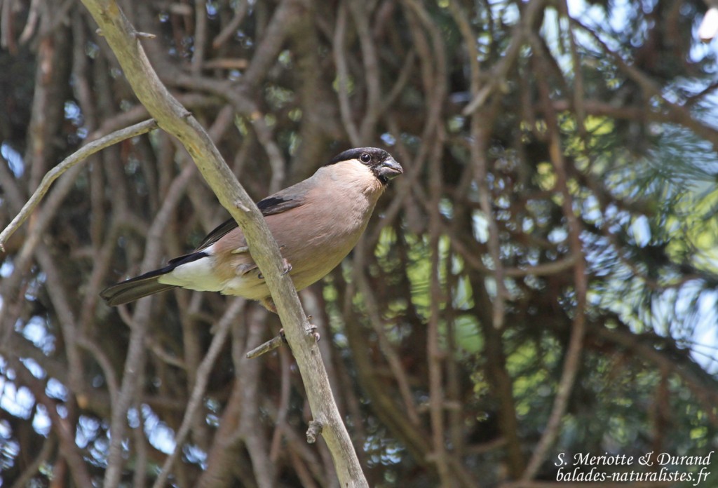 Bouvreuil pivoine (Hautes-Alpes)