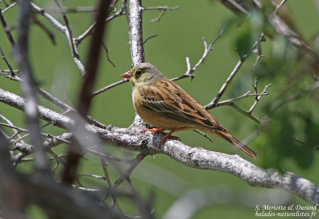 Bruant ortolan (Col de Gleize, Hautes-Alpes)