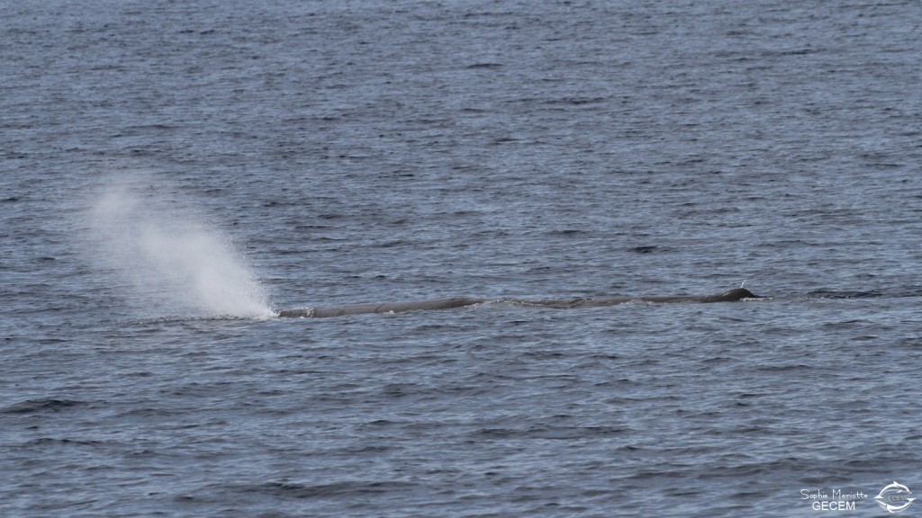 Cachalot au large du Cap Sicié, 27 septembre 2015