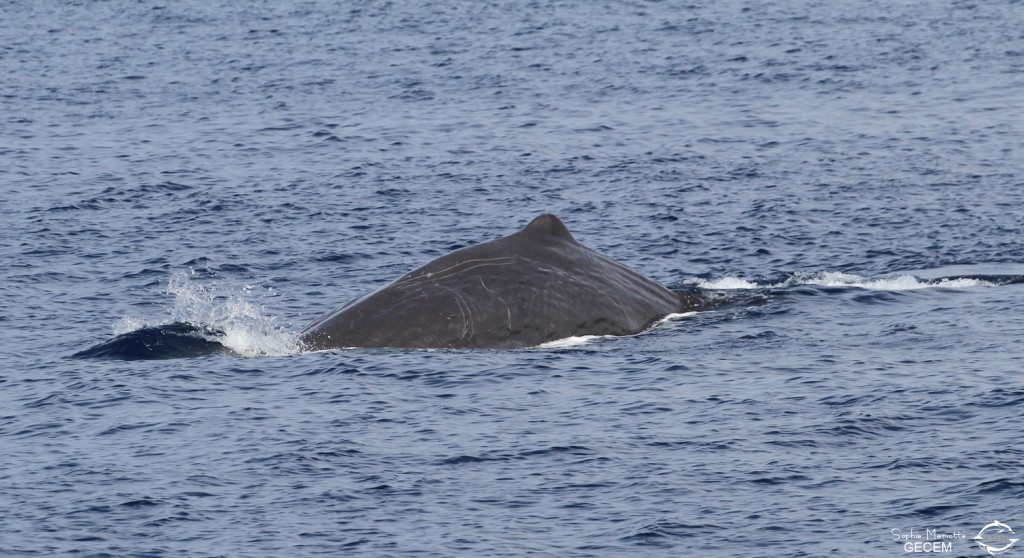 Cachalot au large du Cap Sicié, 27 septembre 2015