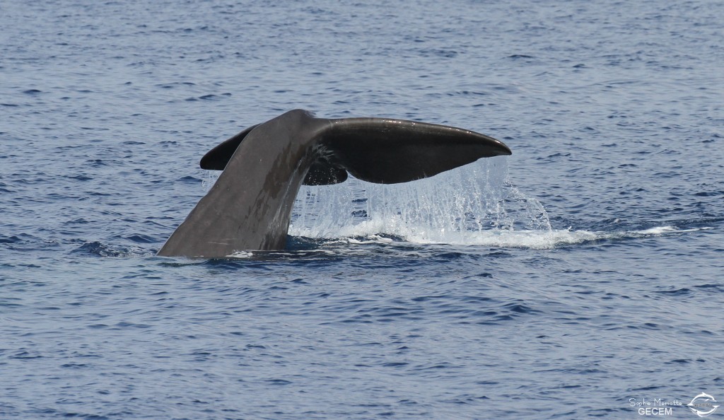 Cachalot au large du Cap Sicié, 27 septembre 2015