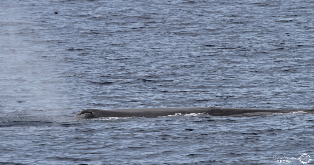 Cachalot au large du Cap Sicié, 27 septembre 2015