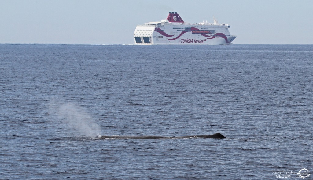 Cachalot au large du Cap Sicié, 27 septembre 2015