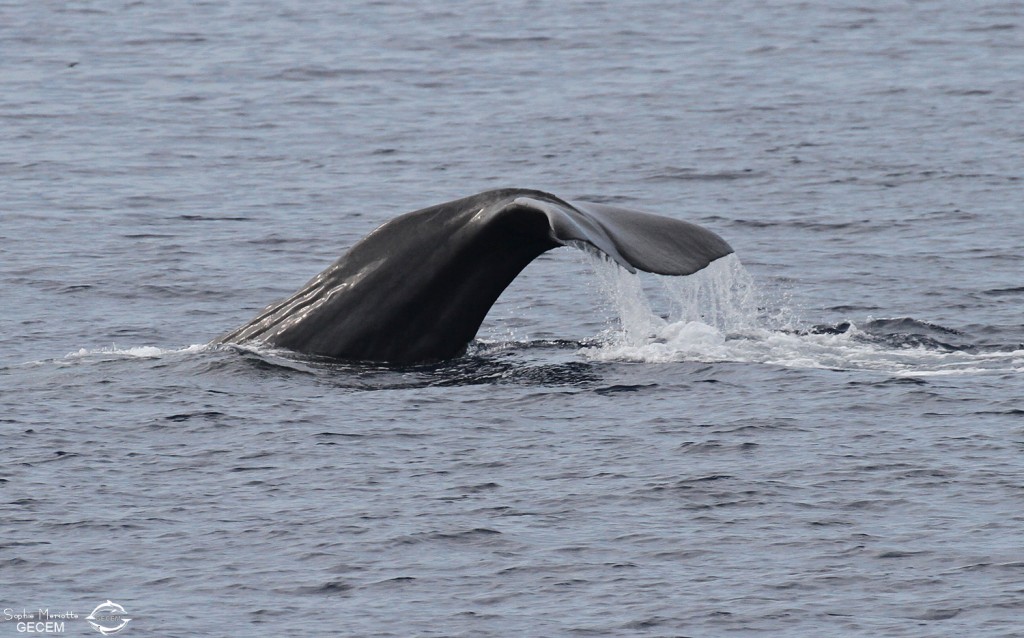 Cachalot au large du Cap Sicié, 27 septembre 2015