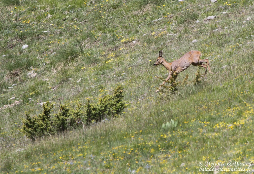 Chevreuil Mésange noire (Col du Noyer, Hautes-Alpes)