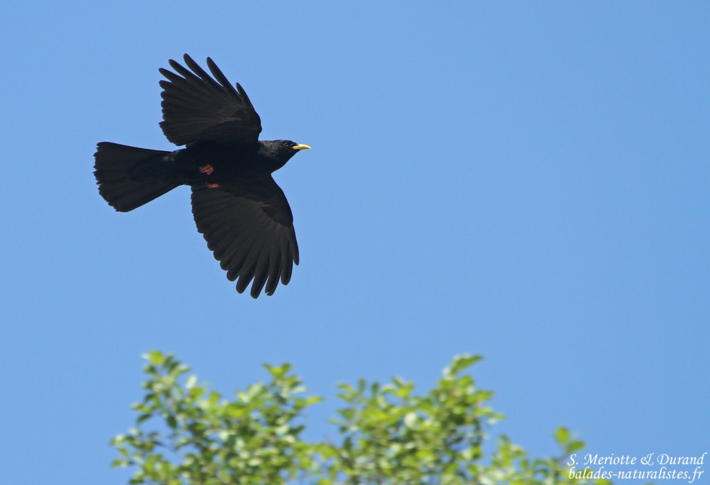 Chocard à bec jaune (Gorges du Rif, Hautes-Alpes)