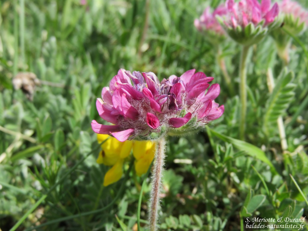 Anthyllide montagnarde (Hautes-Alpes)