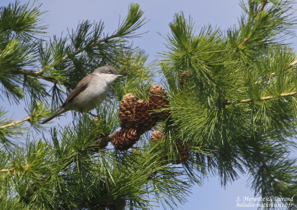 Fauvette babillarde Mésange noire (Col du Noyer, Hautes-Alpes)