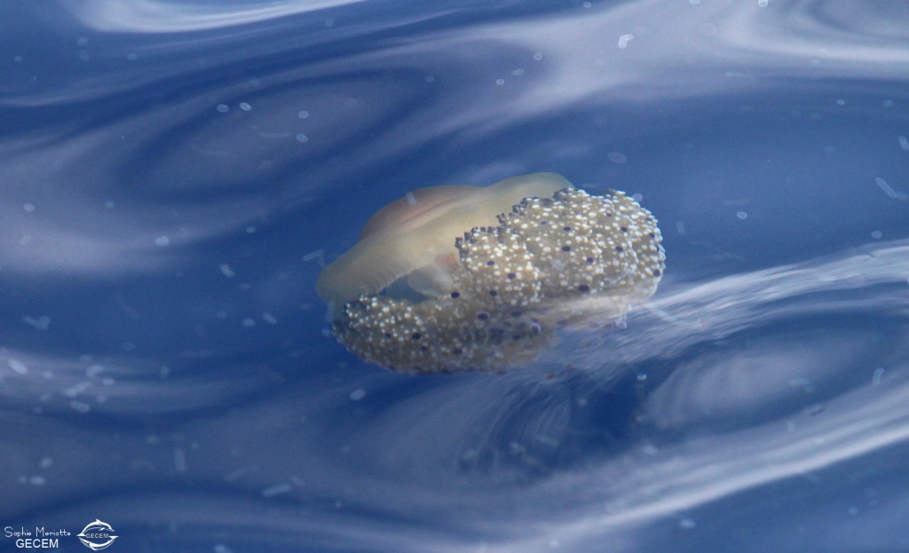 Méduse "oeuf au plat", 27 septembre 2015