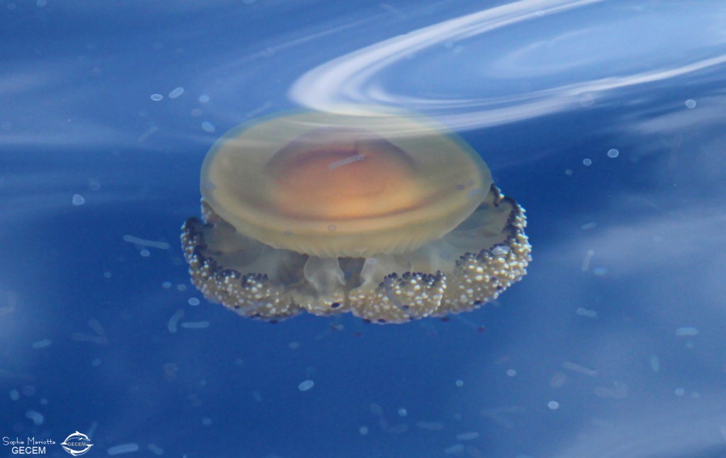 Méduse "oeuf au plat", 27 septembre 2015
