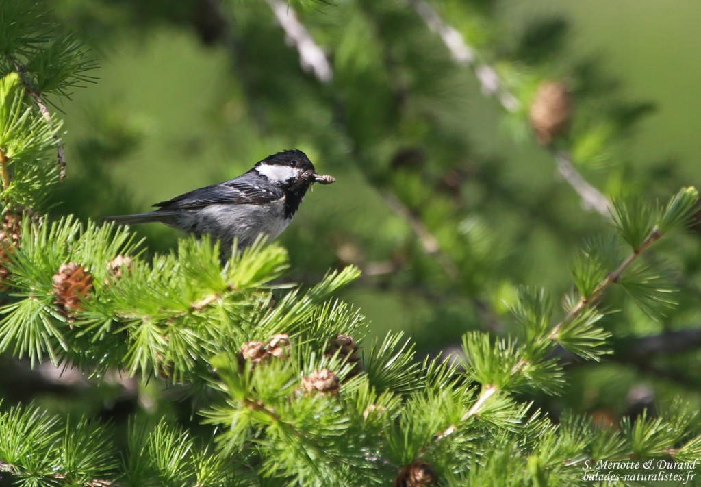 Mésange noire (Col du Noyer, Hautes-Alpes)