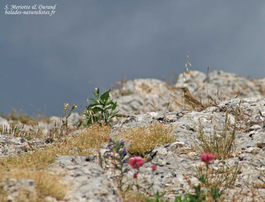 Pipit rousseline (Mont Caume)