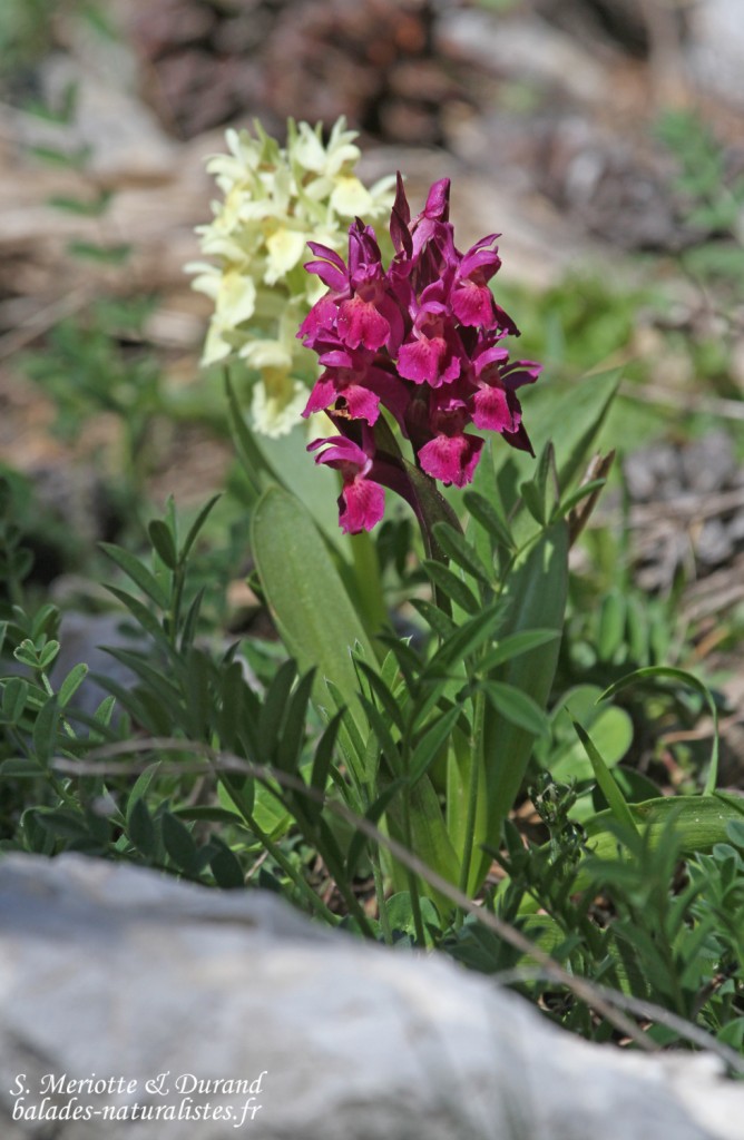 Orchis surreau (Col de Gleize, Hautes-Alpes)
