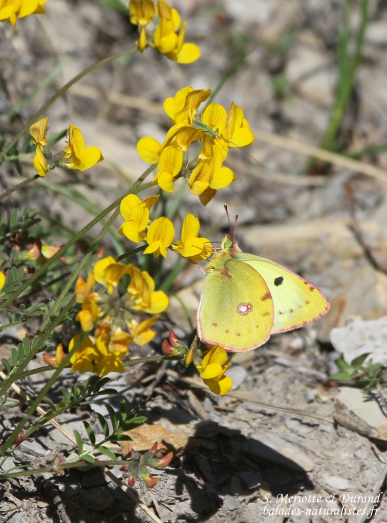 (Col de Gleize, Hautes-Alpes)