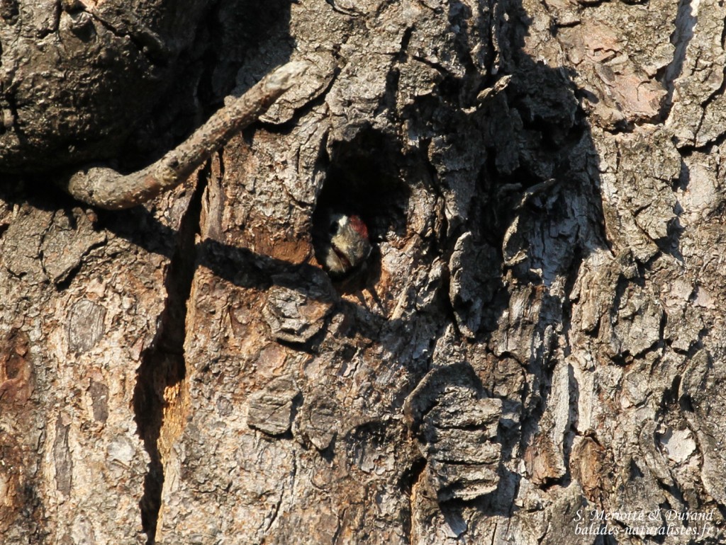 pic-epeichette-jeune