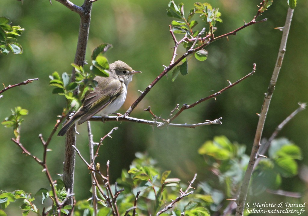 Pouillot de Bonelli (Col de Gleize, Hautes-Alpes)