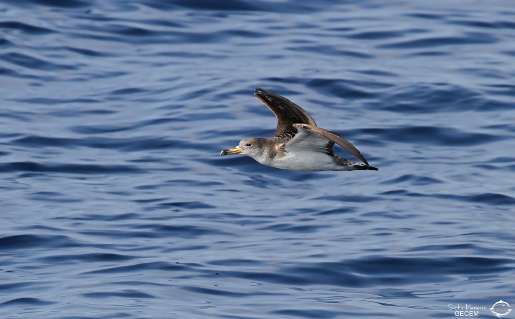 Puffin cendré, 27 septembre 2015