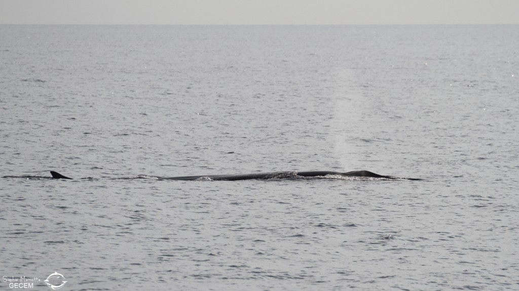 Rorqual commun, 27 septembre 2015