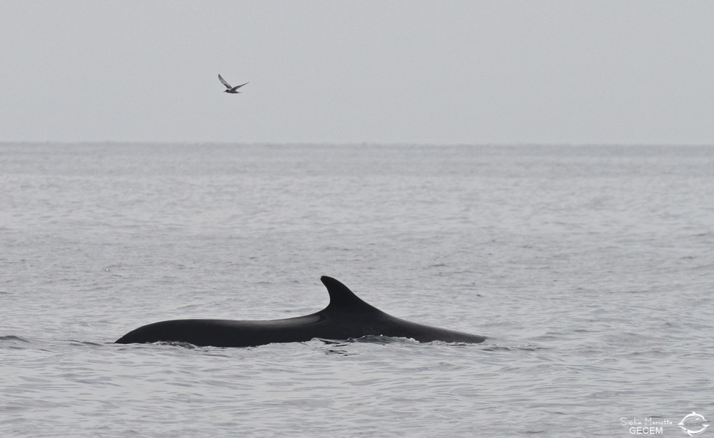 Rorqual commun, 27 septembre 2015