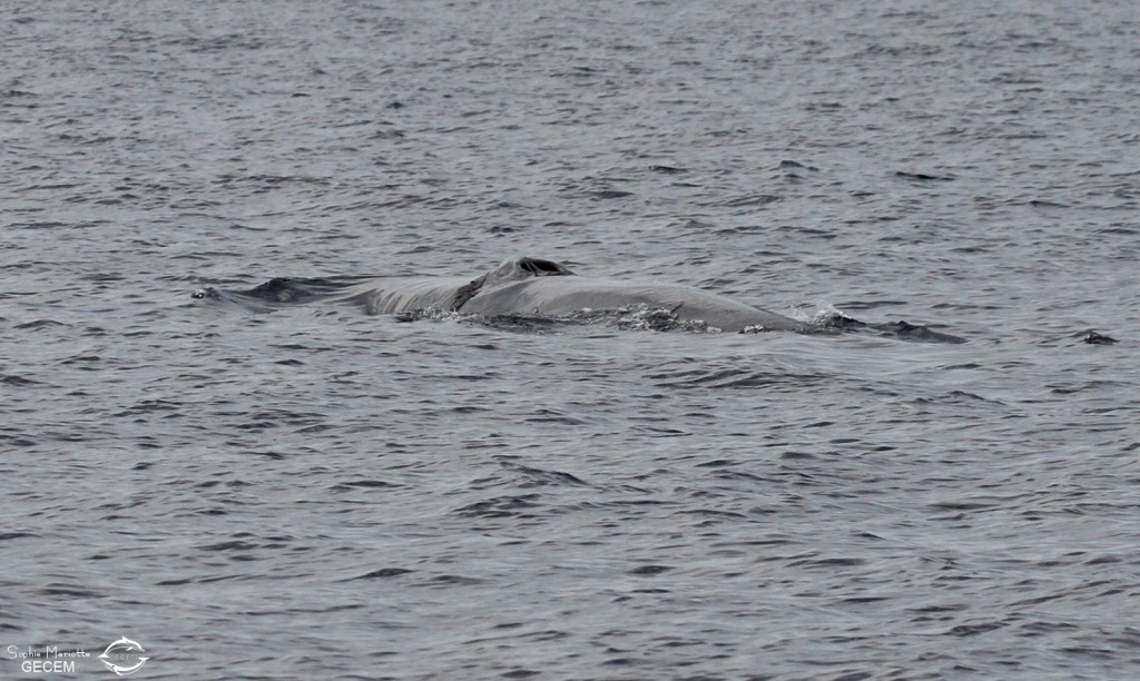Rorqual commun, 27 septembre 2015