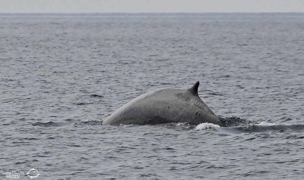 Rorqual commun, 27 septembre 2015