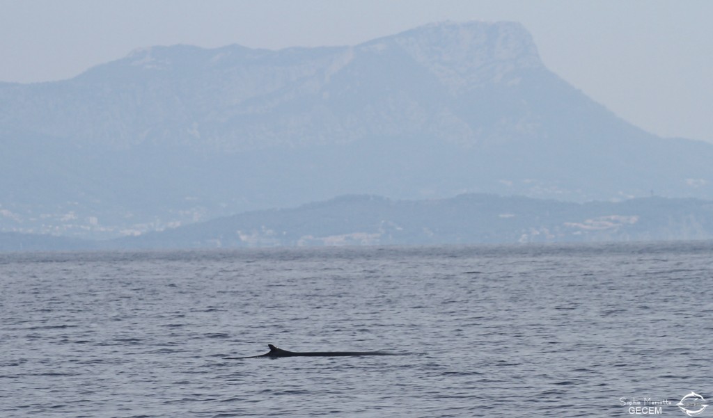 Rorqual commun devant le Coudon, 27 septembre 2015