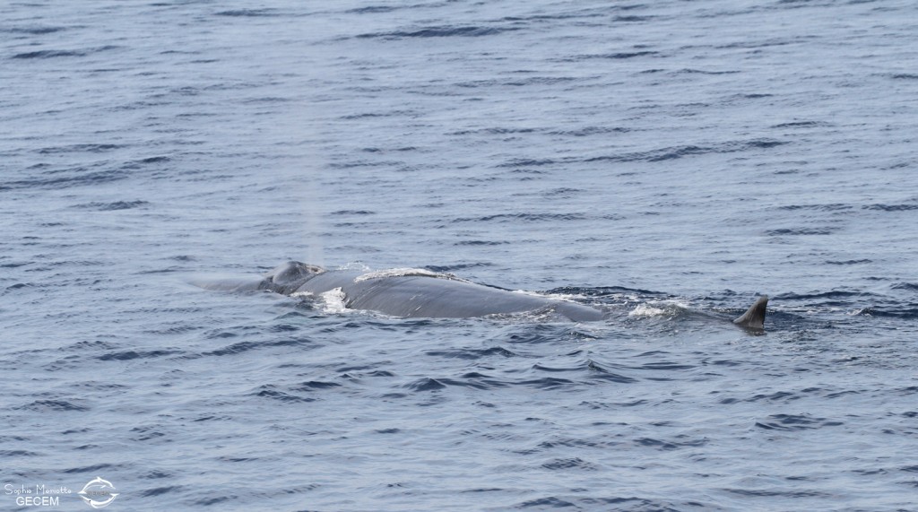 Rorqual commun, 27 septembre 2015