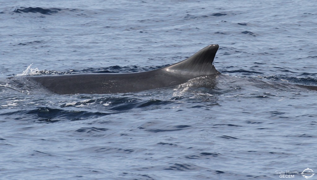 Rorqual commun, 27 septembre 2015