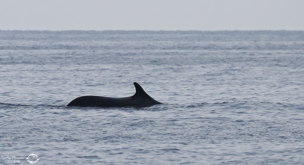 Rorqual commun, 27 septembre 2015