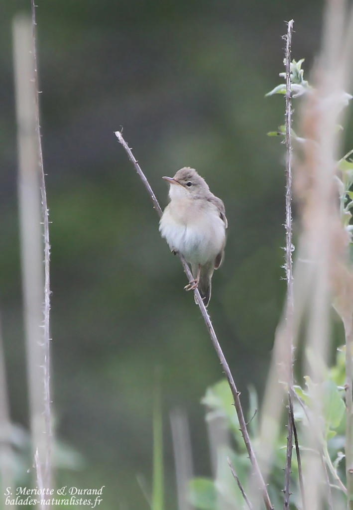 Rousserolle verderolle (Champsaure, Hautes Alpes)