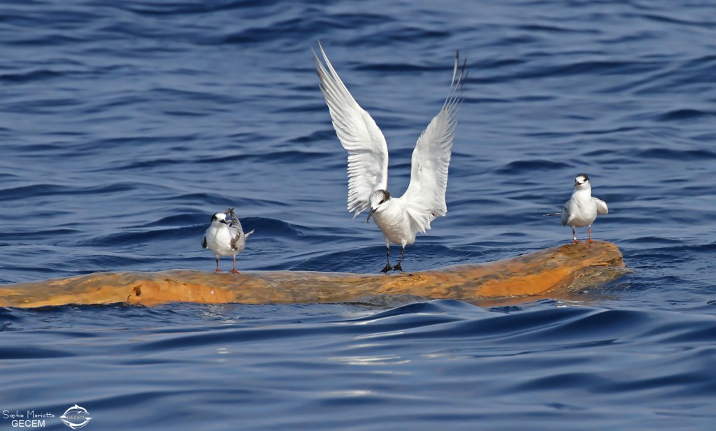Sternes pierregarins et Sterne caugek, 27 septembre 2015