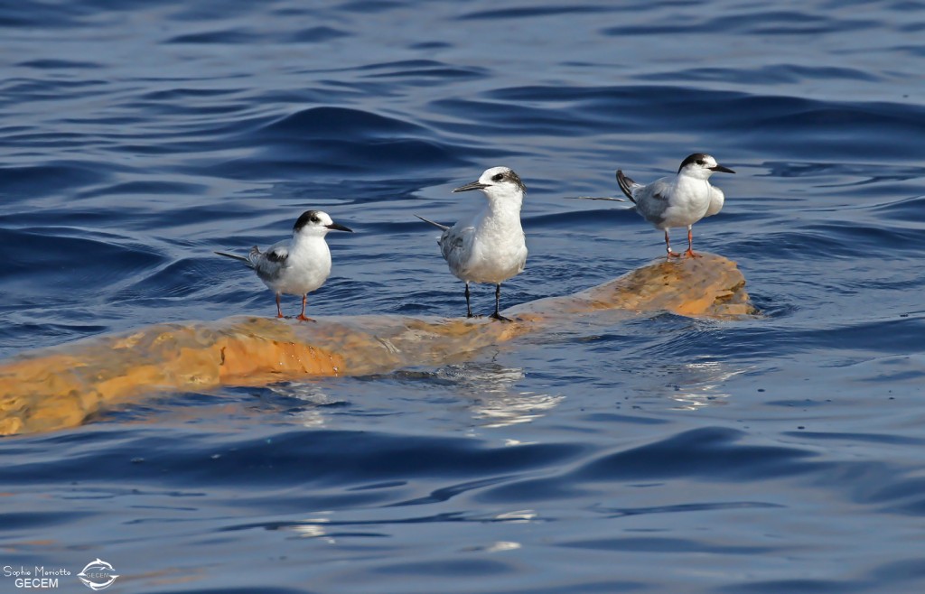 Sternes pierregarins et Sterne caugek, 27 septembre 2015