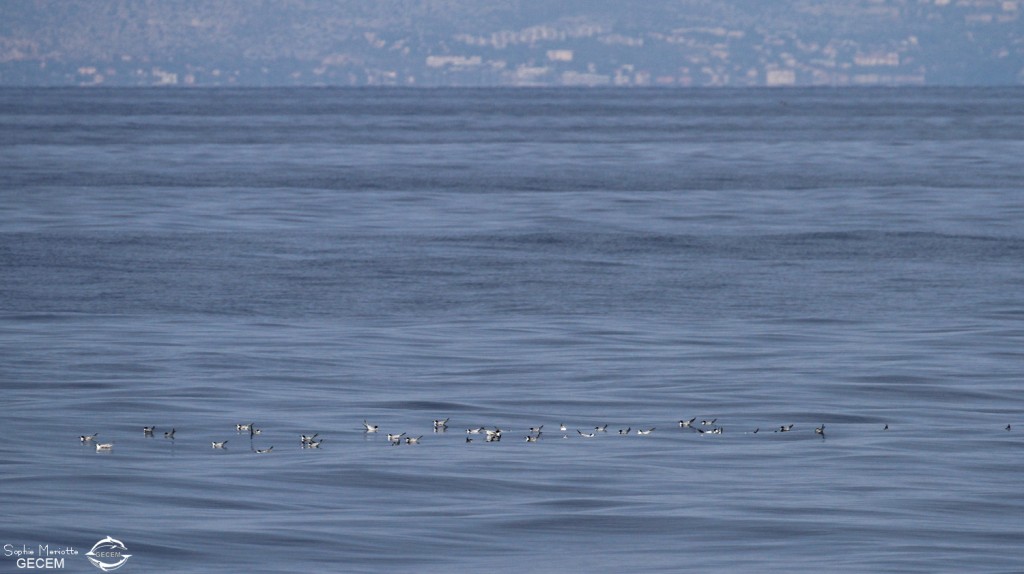 Sternes, 27 septembre 2015