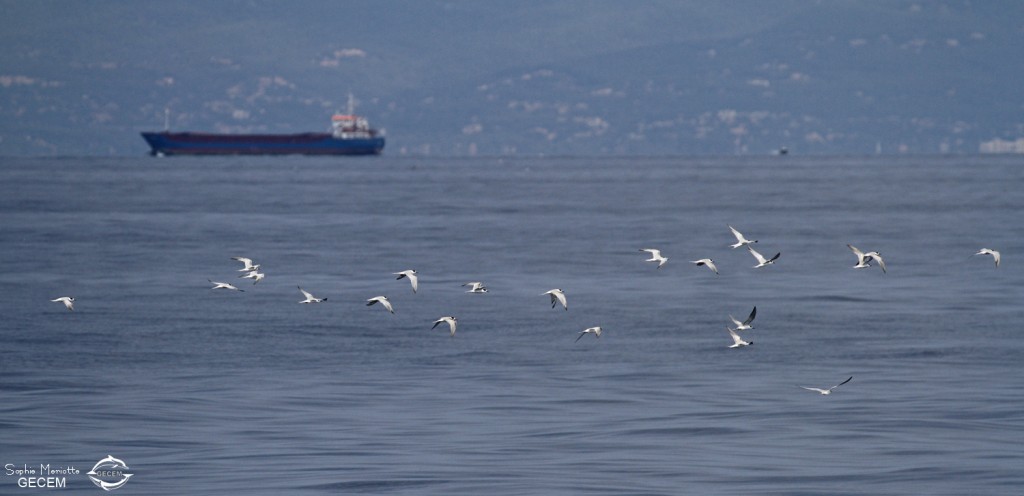 Sternes, 27 septembre 2015