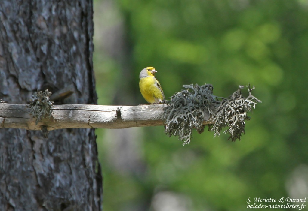 Venturon montagnard (Col de Gleize, Hautes-Alpes)