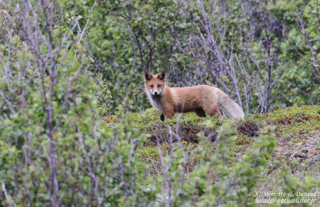 Renard roux, Langfjorddalen, Norvège