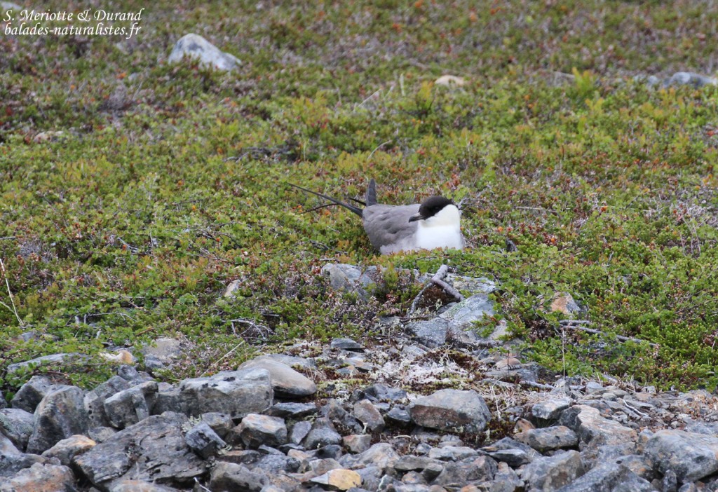 Labbe à longue queue, Langfjorddalen, Norvège
