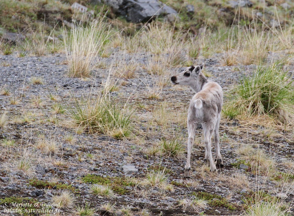 Renne, Langfjorddalen, Norvège